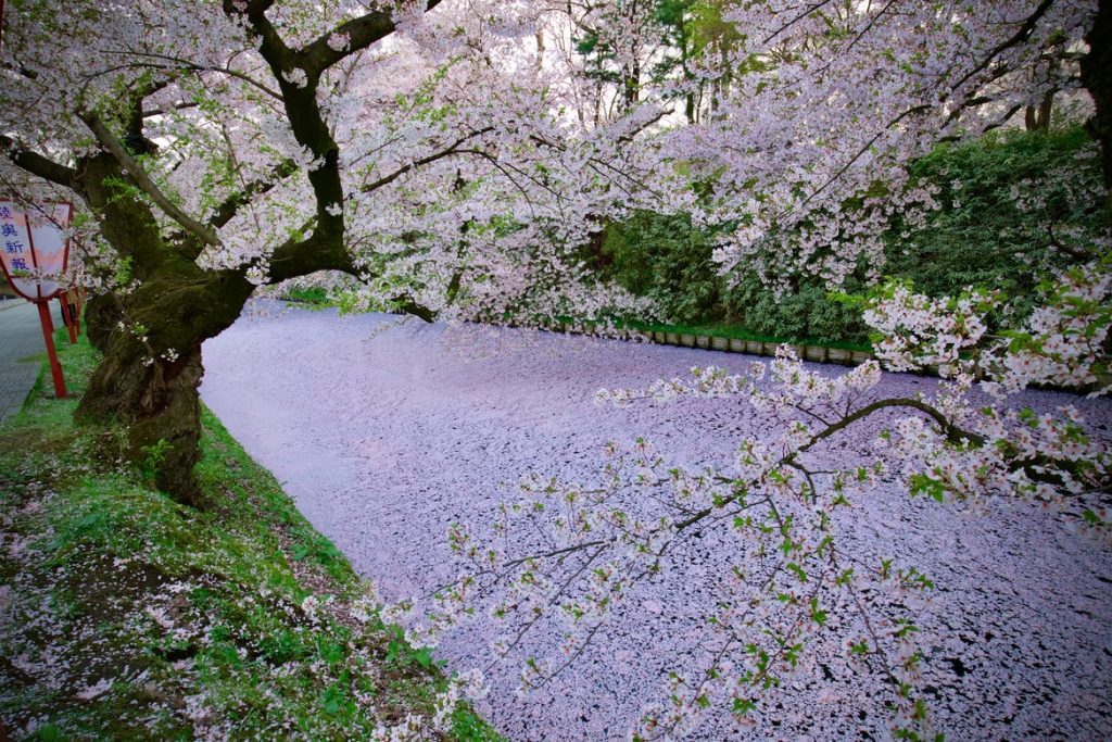 Sakura blossoms float in a river in Hirosaki Castle Park. 