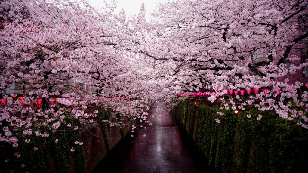 Sakura blossoms in a park in Tokyo.