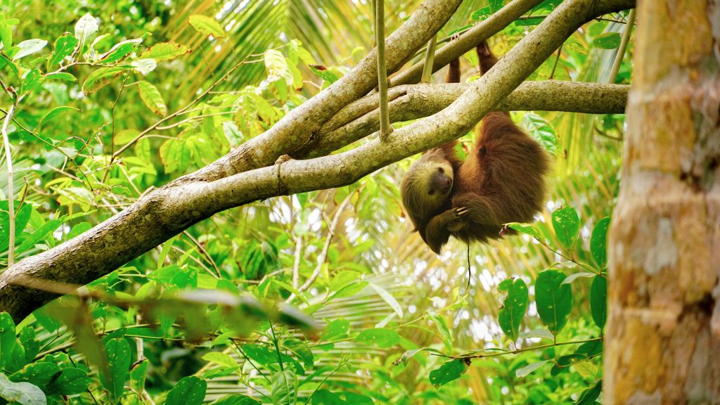 A sloth in a Costa Rican jungle. 