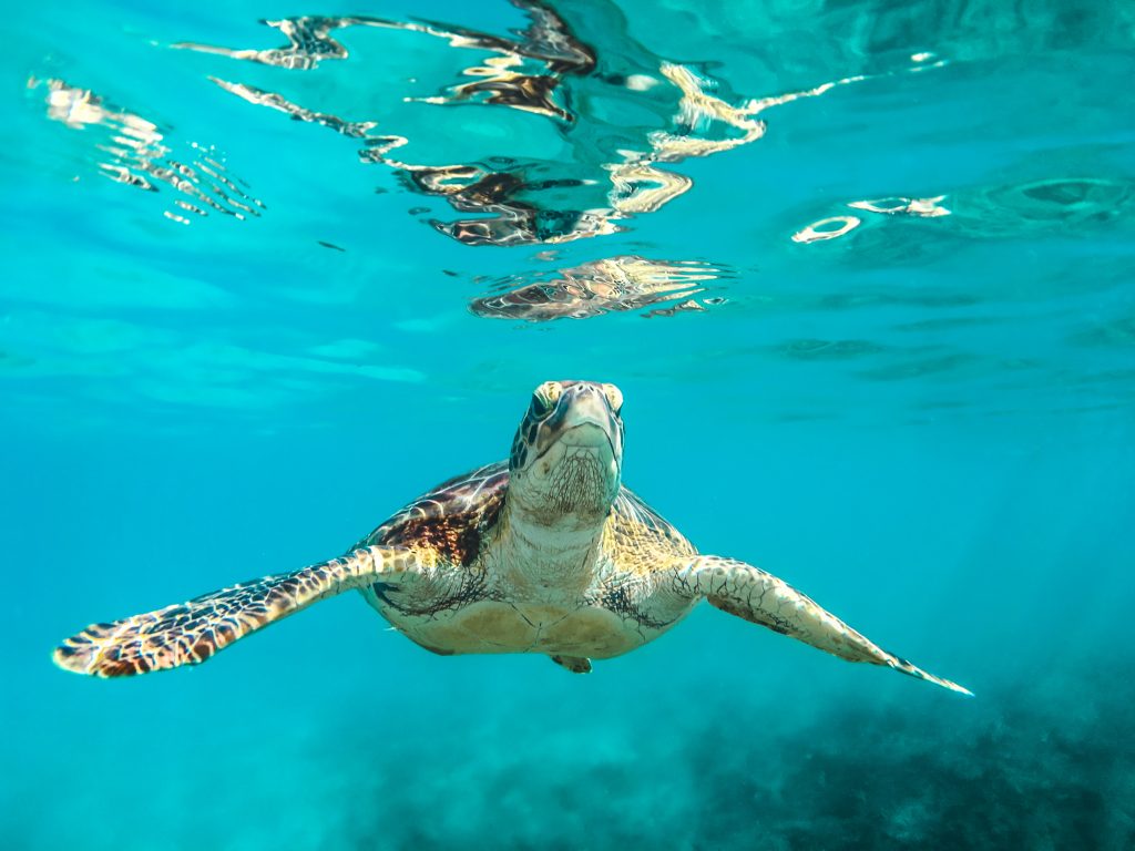 Over Yonder cay, a private island, is home to incredible marine life. Pictured: A turtle in the sea. 