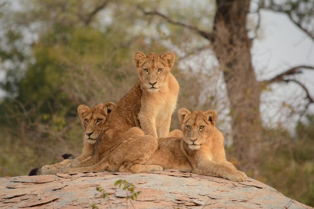 Three lions in Kruger National Park on a rock. Kruger Shalati is located in the park. 