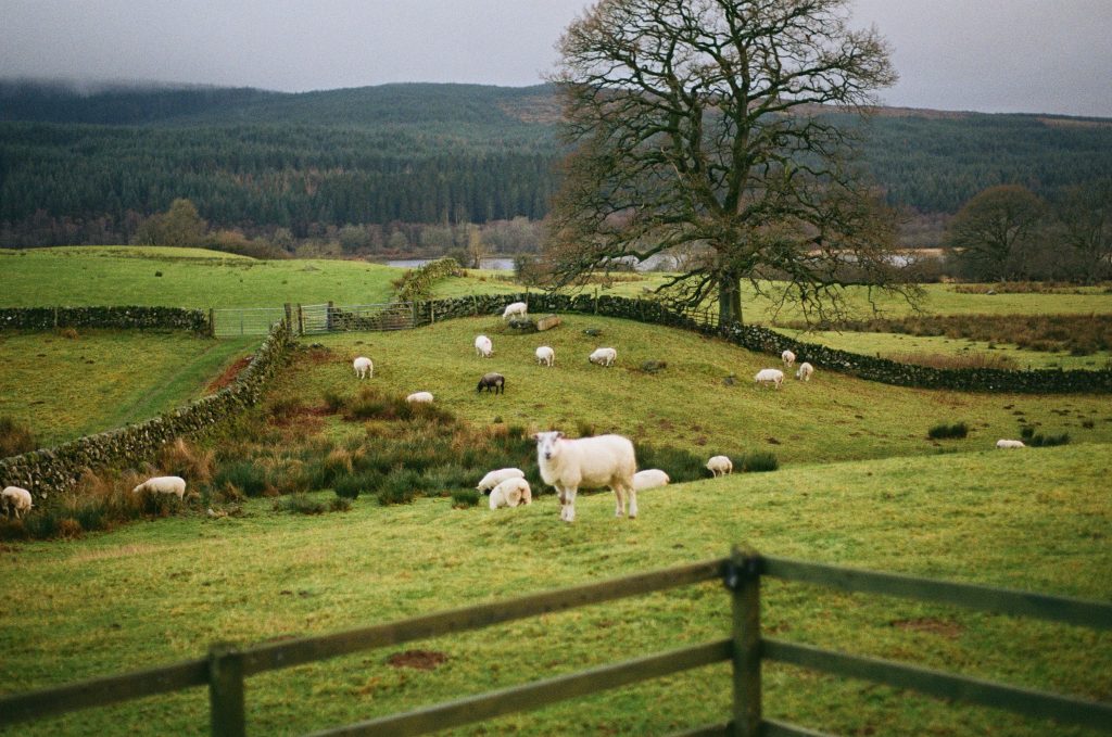 Rolling countryside of Scotland. A sheep on a hill. 