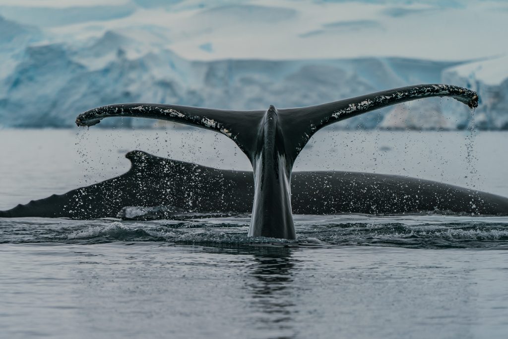 The tail of a whale in the foreground with ice in the background. 