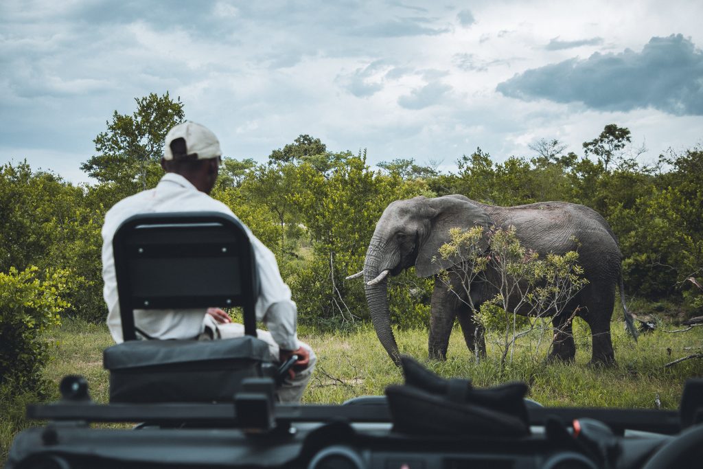 A man in an open topped vehicle watching an elephant. 
