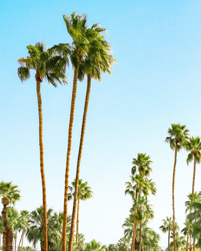 Palm trees in Palm Springs in the Coachella Valley. 