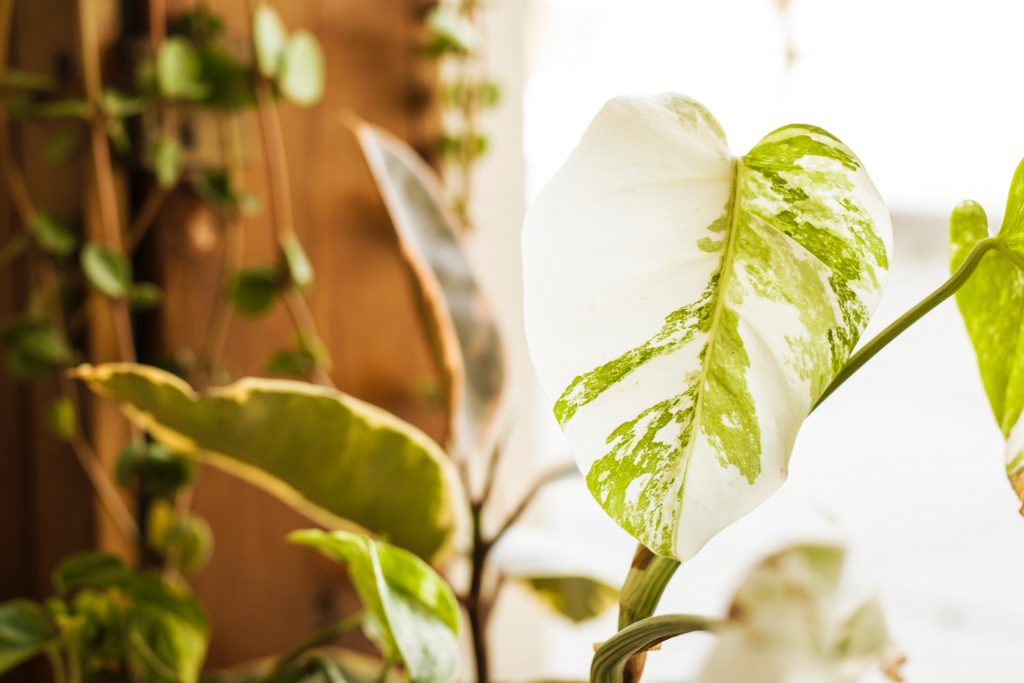 Variegated Monstera is a coveted houseplant for its rarity and interesting colour patterns. 