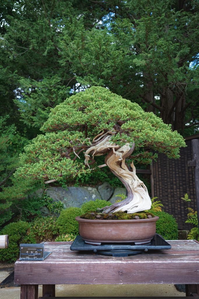 Bonsai trees, like the one pictured here, are becoming popular, if expensive, houseplants. 