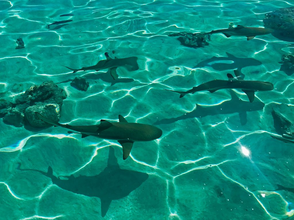 Sharks under the water. 