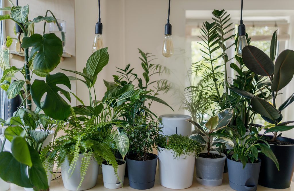 The World's Most Expensive House Plants DDW