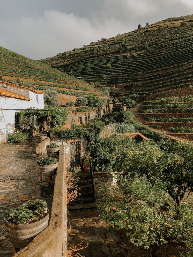 Port comes from vineyards in the Douro Valley, pictured here. 