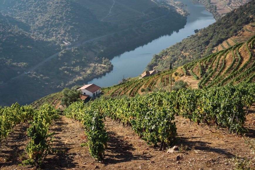 A Port wine vineyard above the Douro River. 