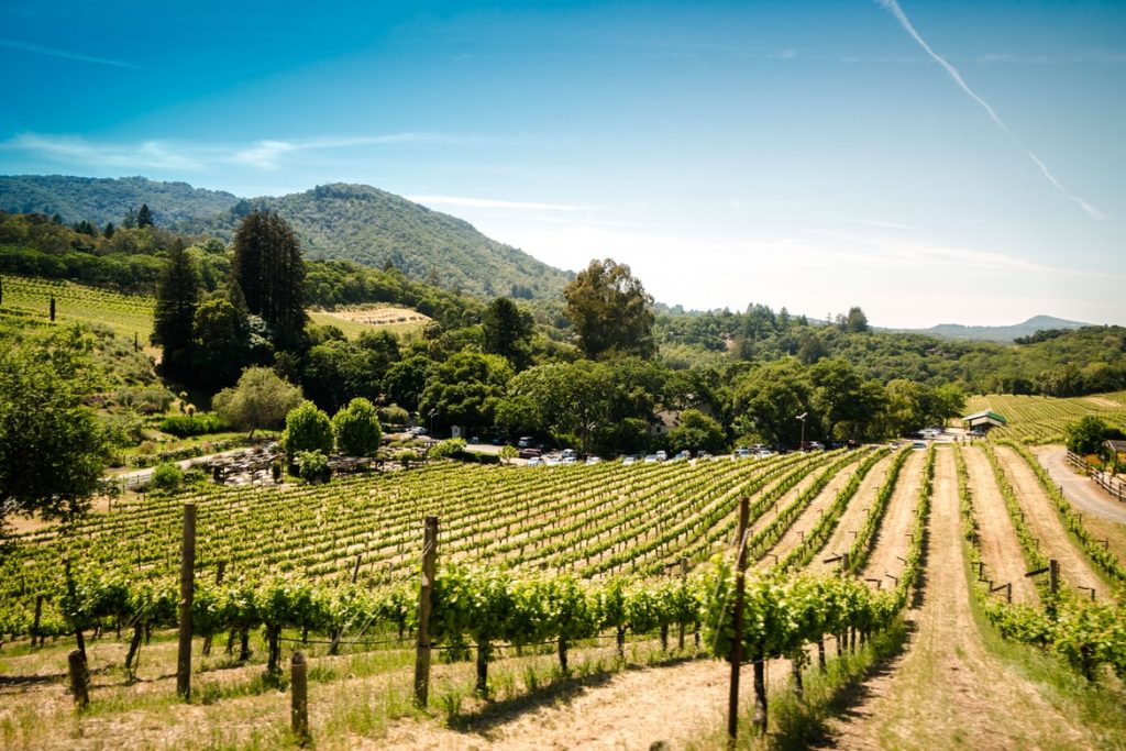 Napa Valley vineyard. 