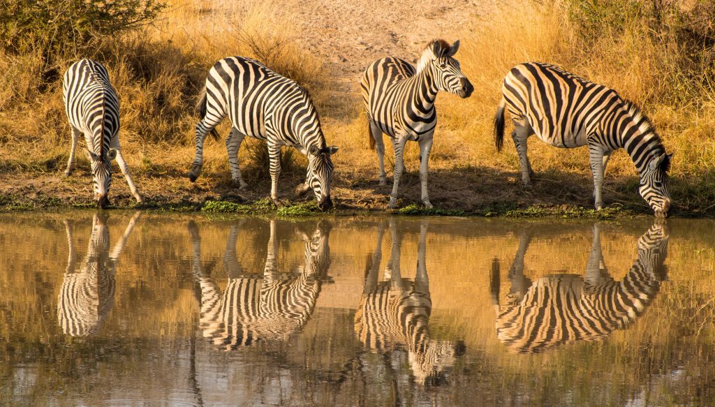 Zebras in Kruger National Park, near Kruger Shalati. 