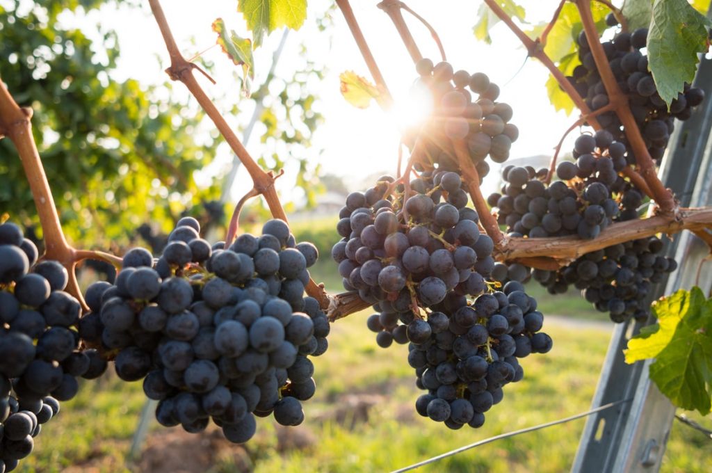 Dark purple grapes on a vine with the sun behind them. Hunt for the perfect grape with a local vintner at Stanly Ranch.