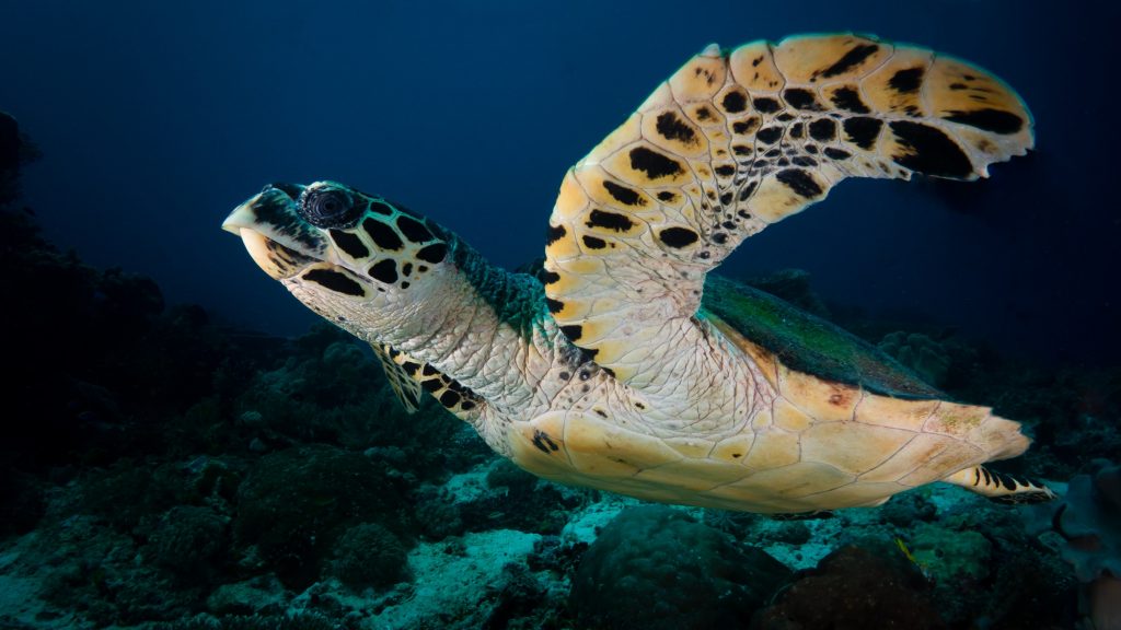 A sea turtle near Raja Ampat.