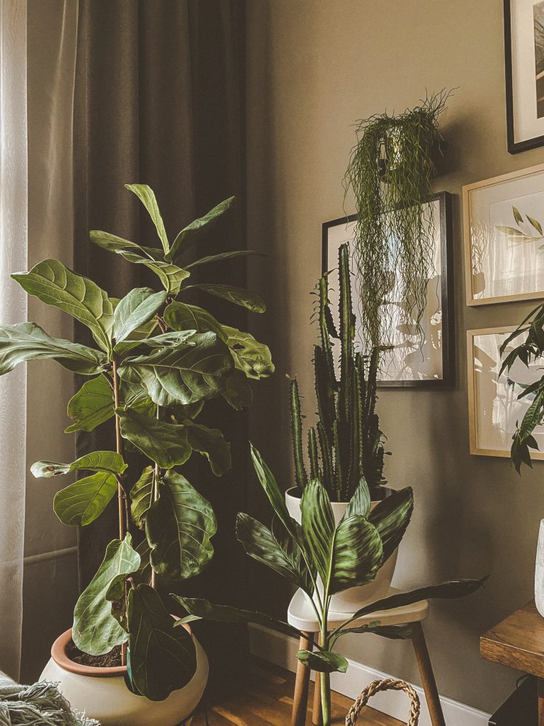 Houseplants in pots in the corner of a room in front of a curtain and a wall with pictures. 