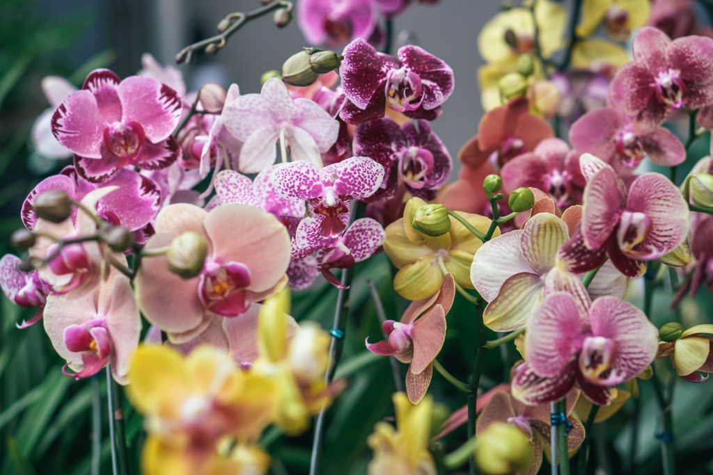 Orchids are a popular houseplant in many homes. 