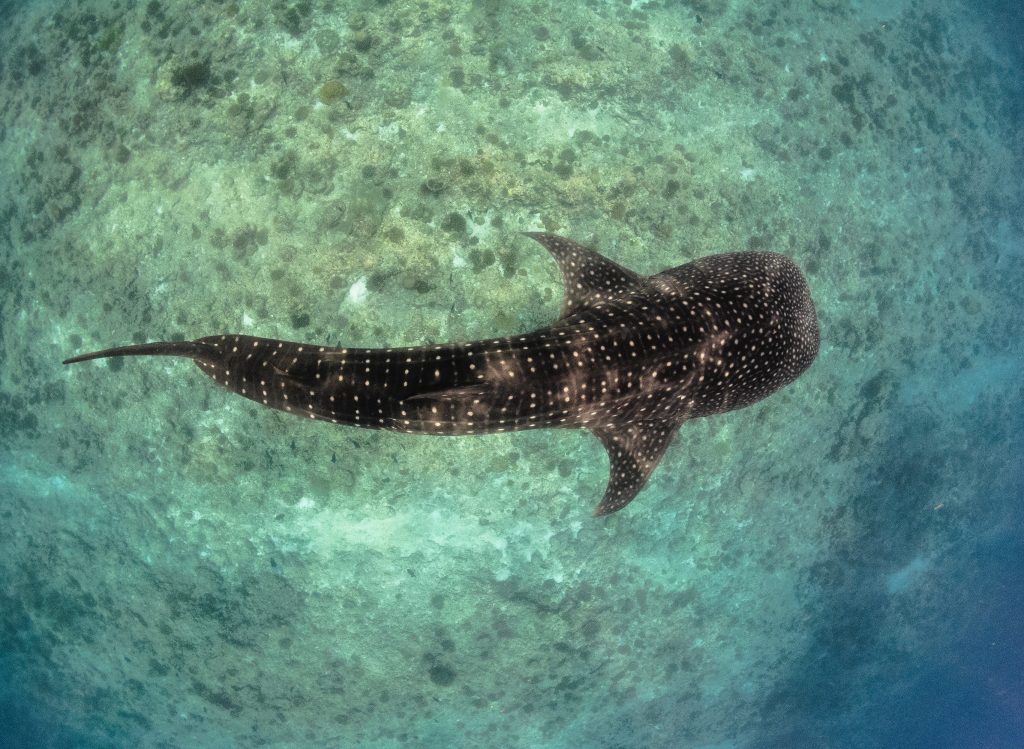 An aerial view of a whale shark, one of the many marine animals in The Maldives.